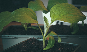 Chilipeber 'Sweet Banana' Miniaubergine F1 'Jackpot' trives efter omplantning.